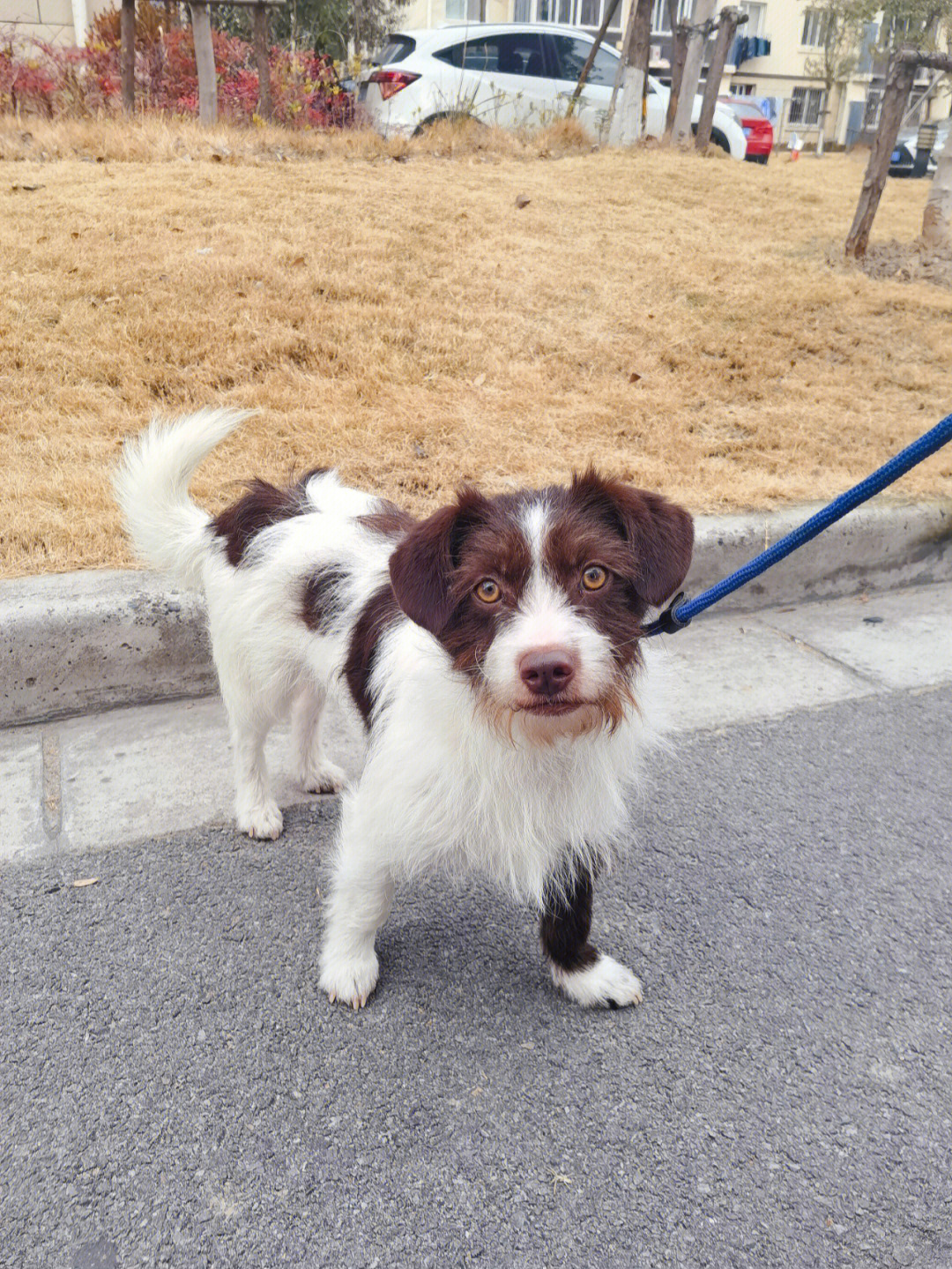 梗犬和田园犬串串图片