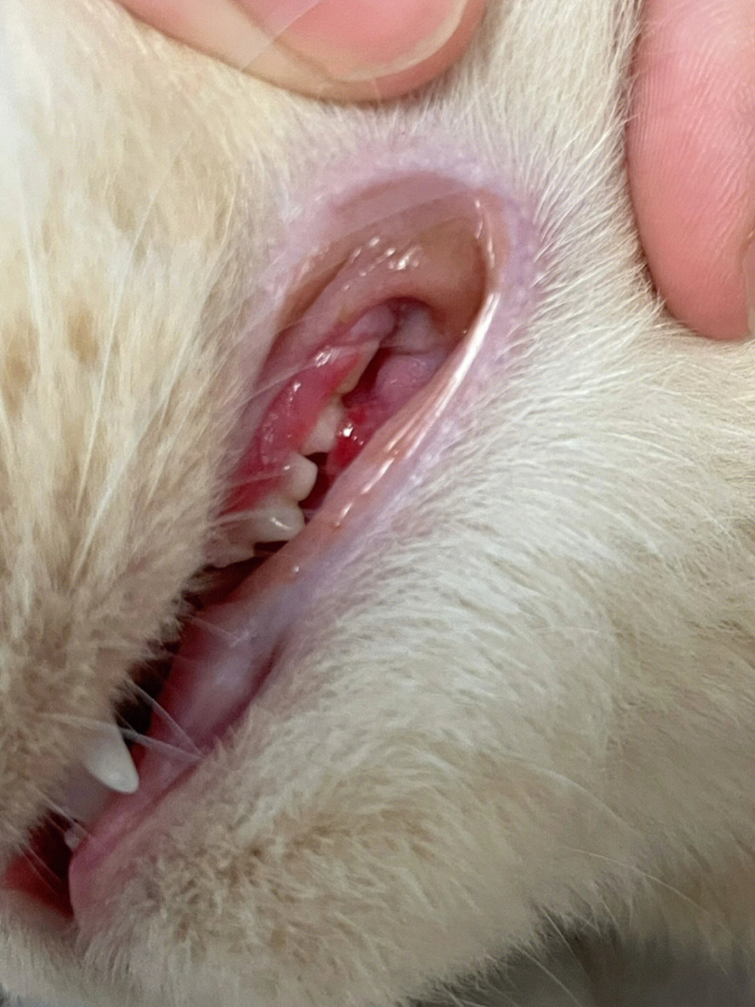 猫咪换牙期牙龈出00发炎是口炎?