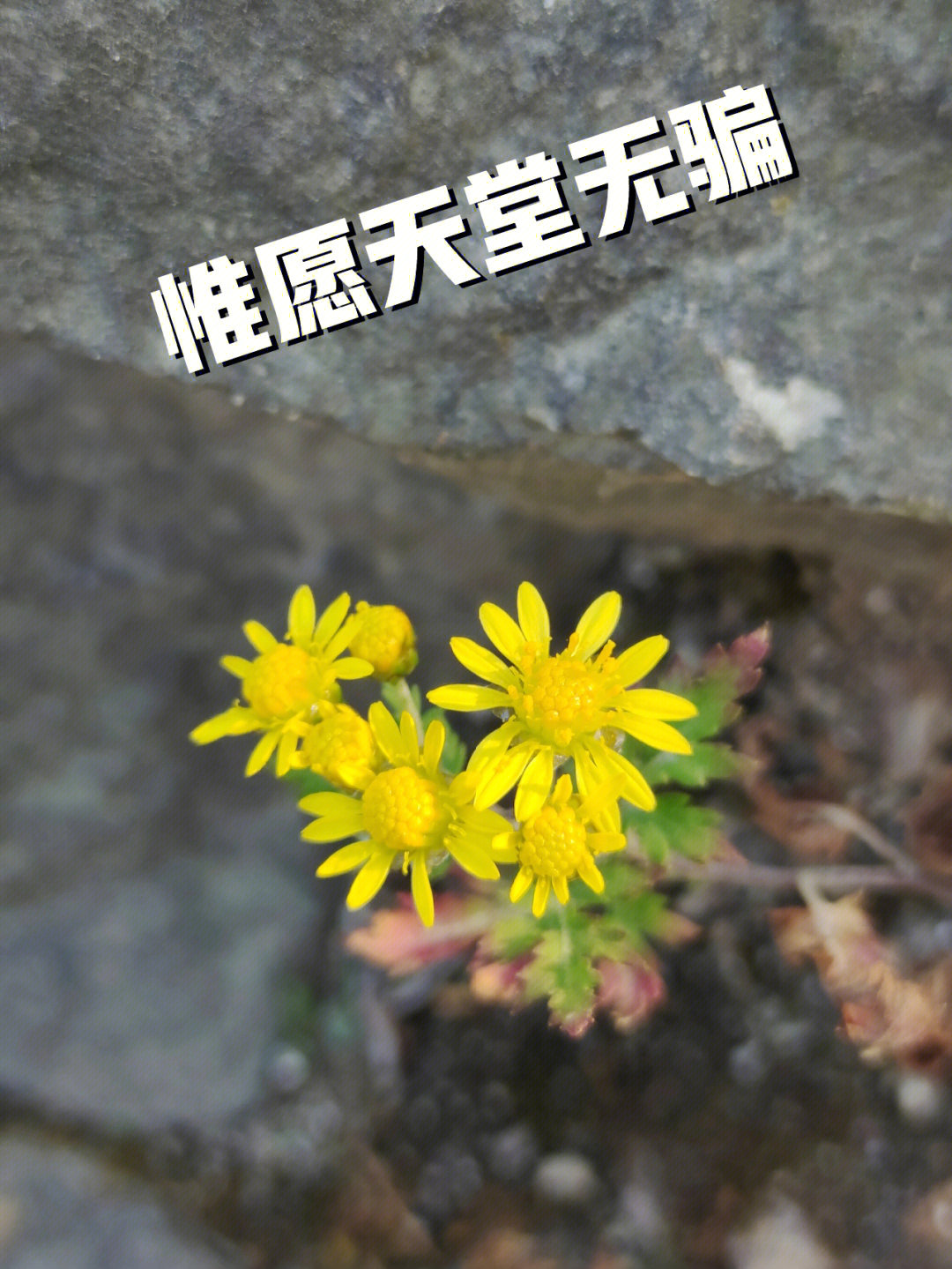 节哀顺变 表情包图片