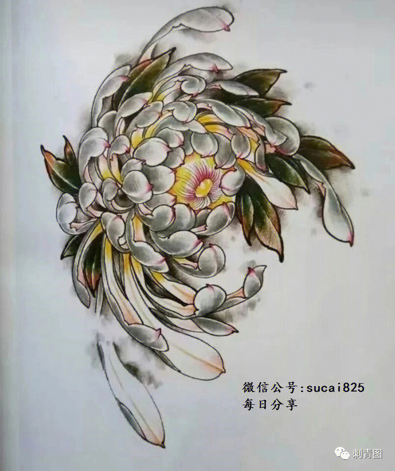 菊花纹身手稿 手臂图片