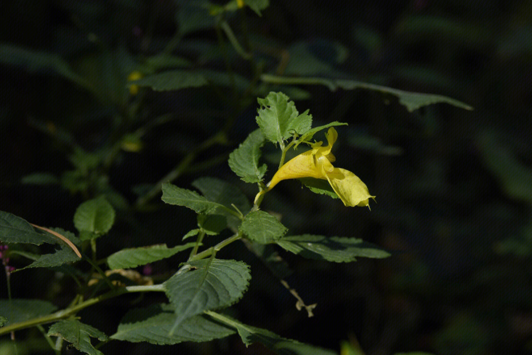 霜降时节牯岭凤仙花盛开时