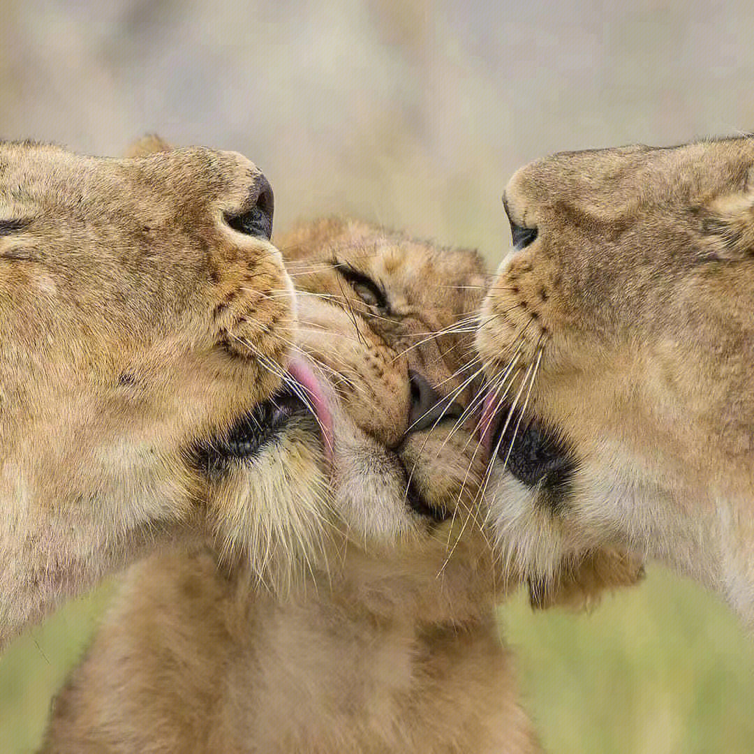 地球双狮直接吸食图片