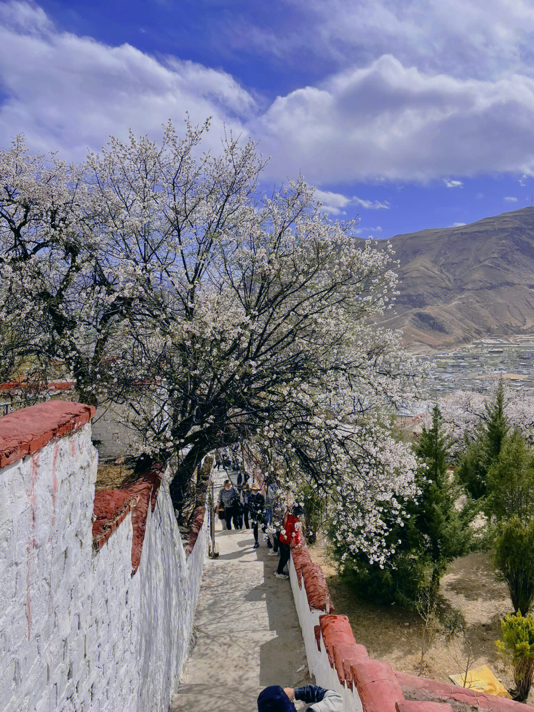 成武桃花寺图片