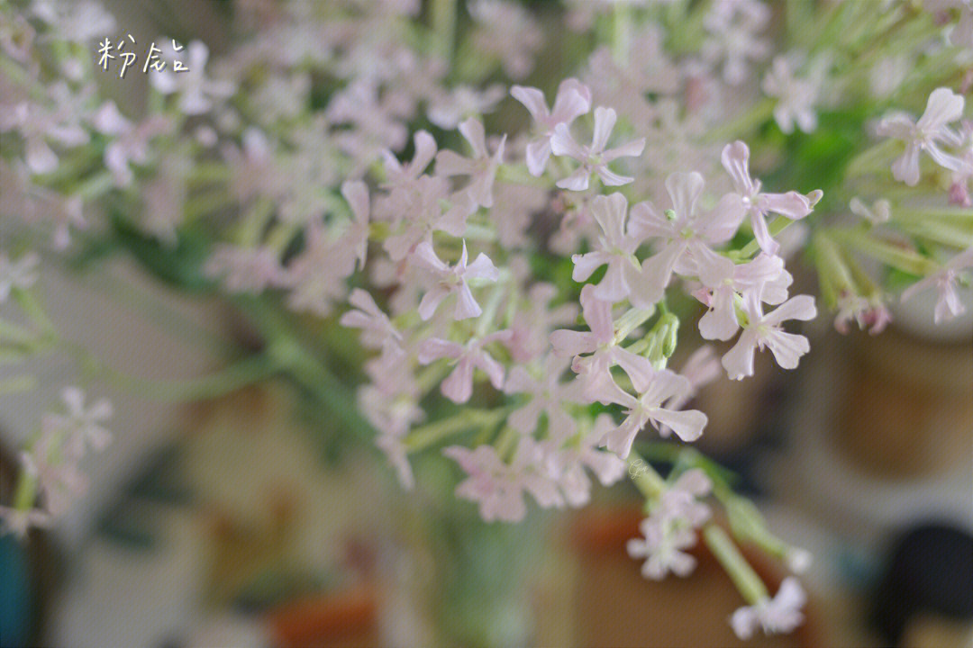 粉钻草花