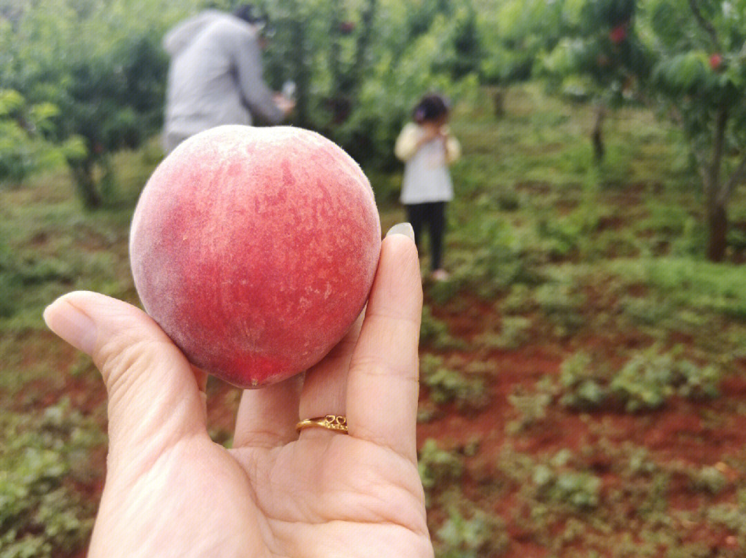 越南寻亲桃子图片