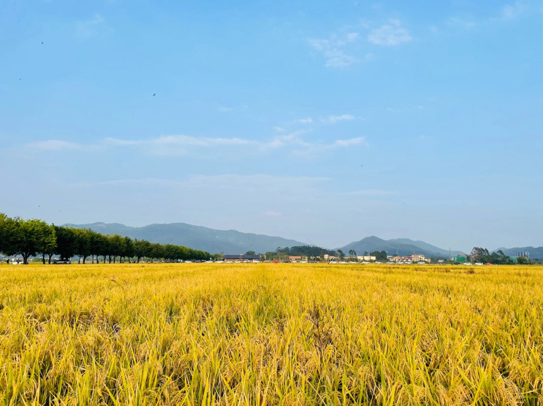 增城丝苗米基地