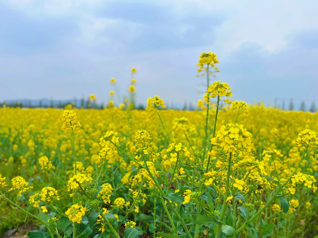 武汉东湖油菜花图片