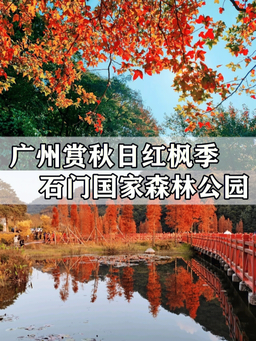 秋日限定红枫广州从化石门国家森林公园