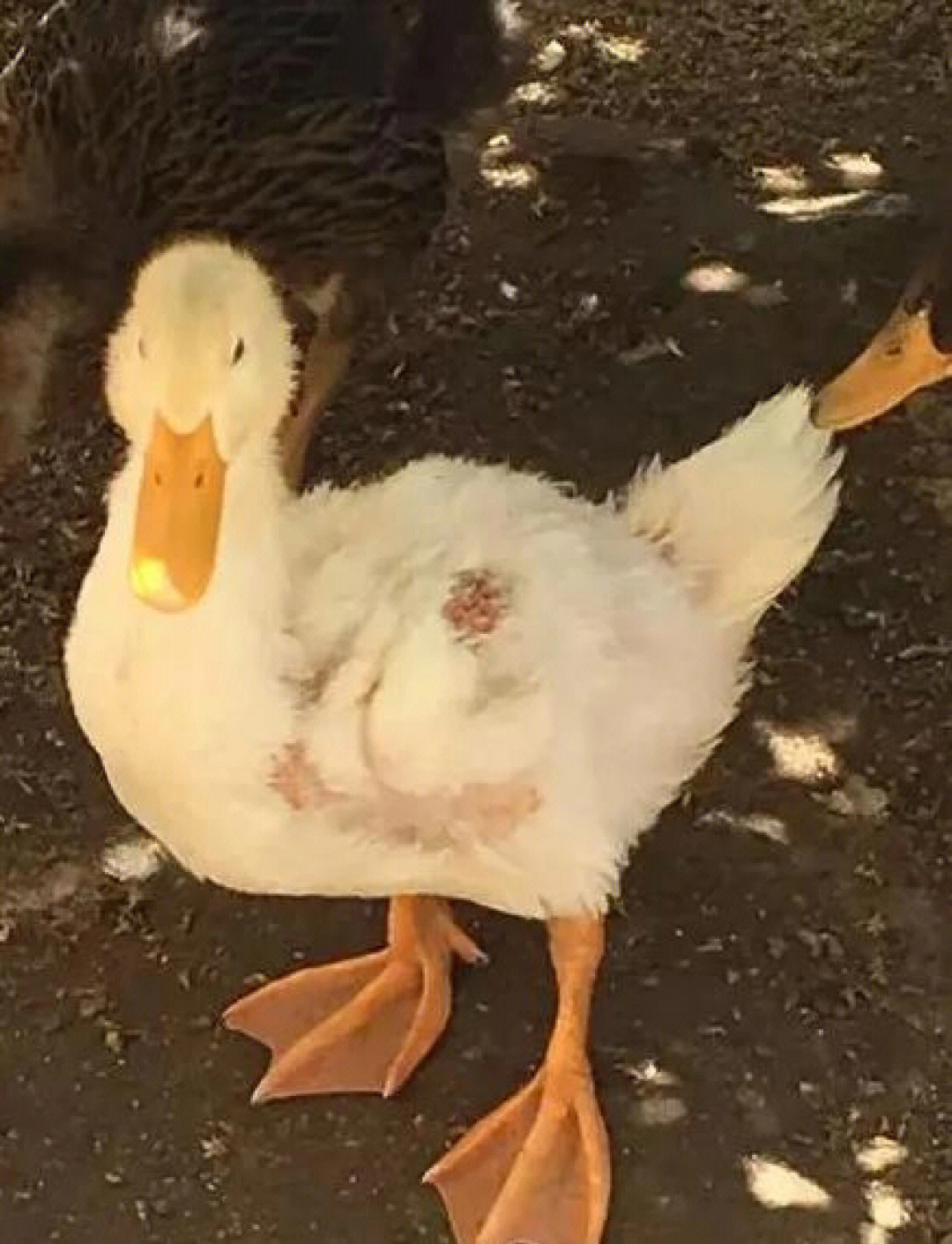 鸭子黄曲霉素中毒症状图片