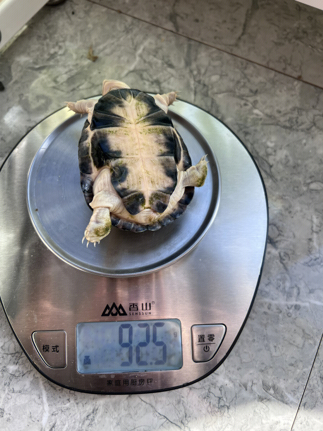 大家养了三五个月的小乌龟都多胖了