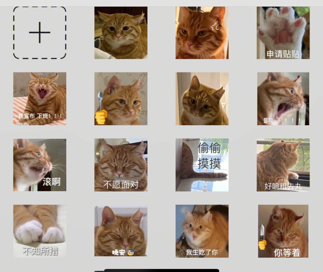 这只猫表情里有点东西啊