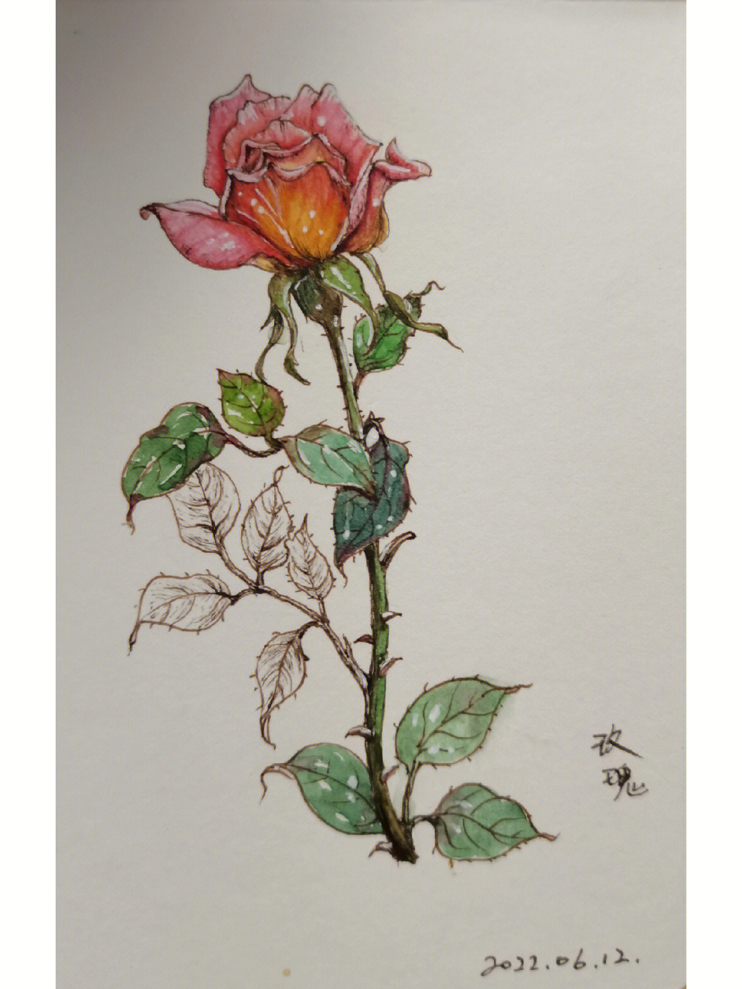 玫瑰植物钢笔淡彩8