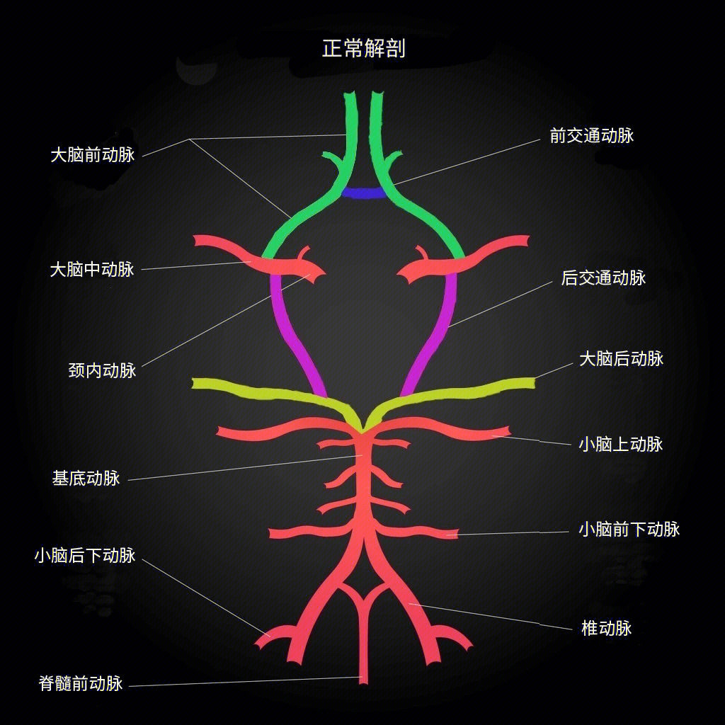 脊髓前动脉解剖图图片