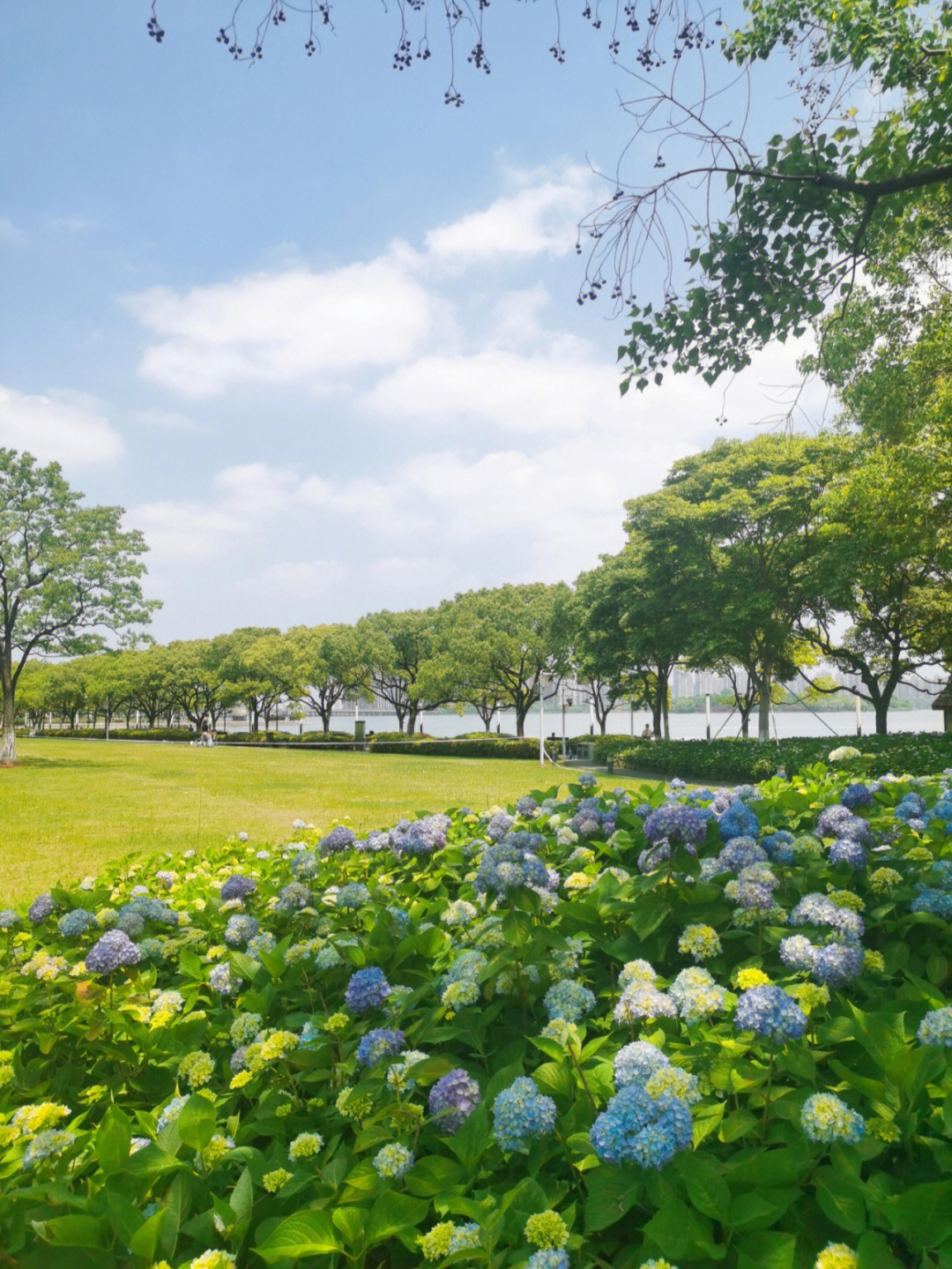 苏州金华花海图片