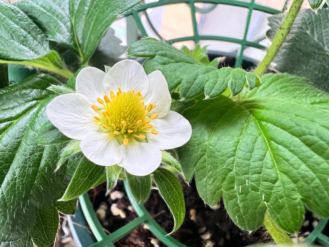七瓣花瓣的草莓花