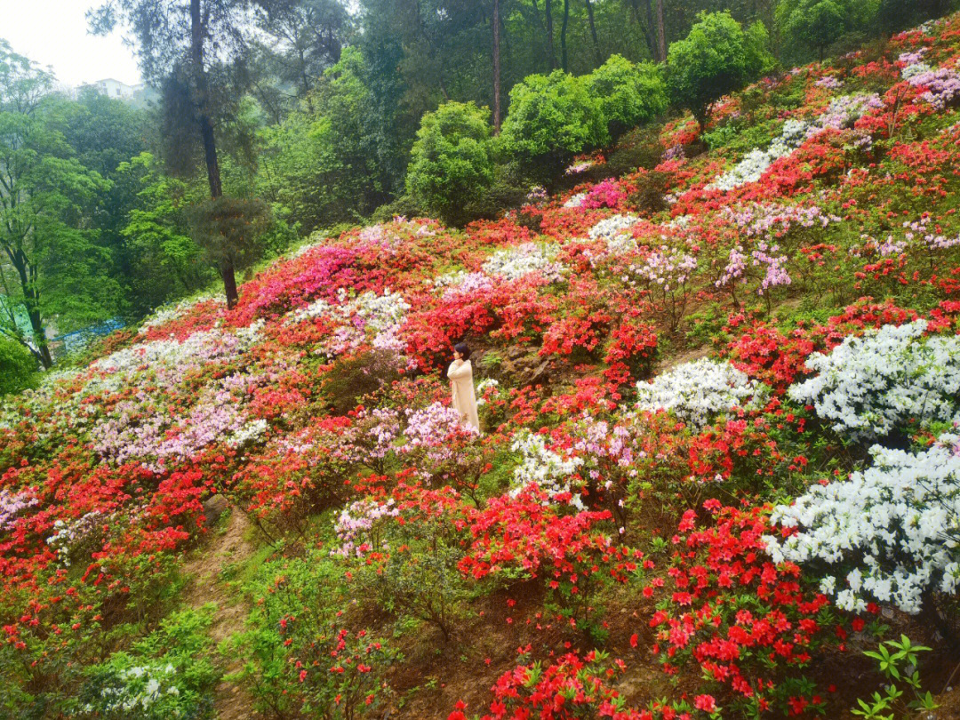 南山放牛村杜鹃花路线图片