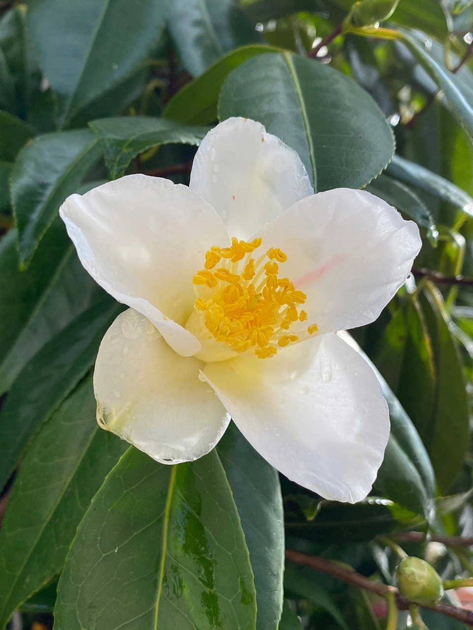 单瓣茶花品种图文图片