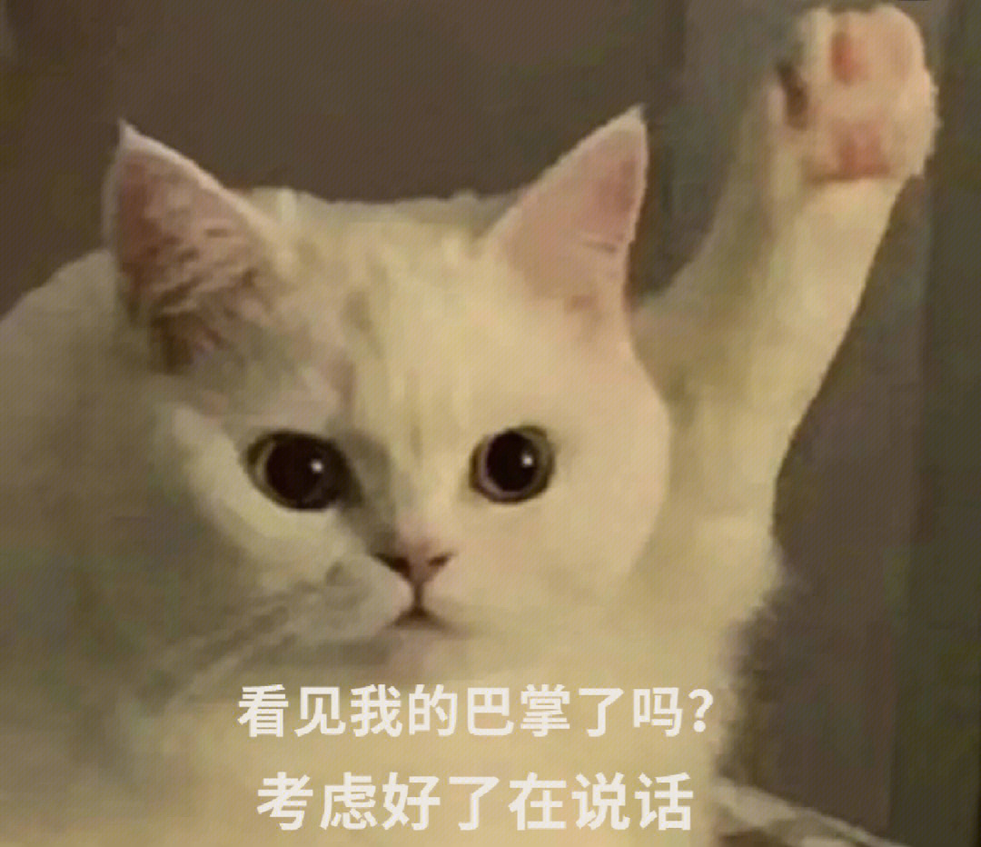 猫咪报告表情包