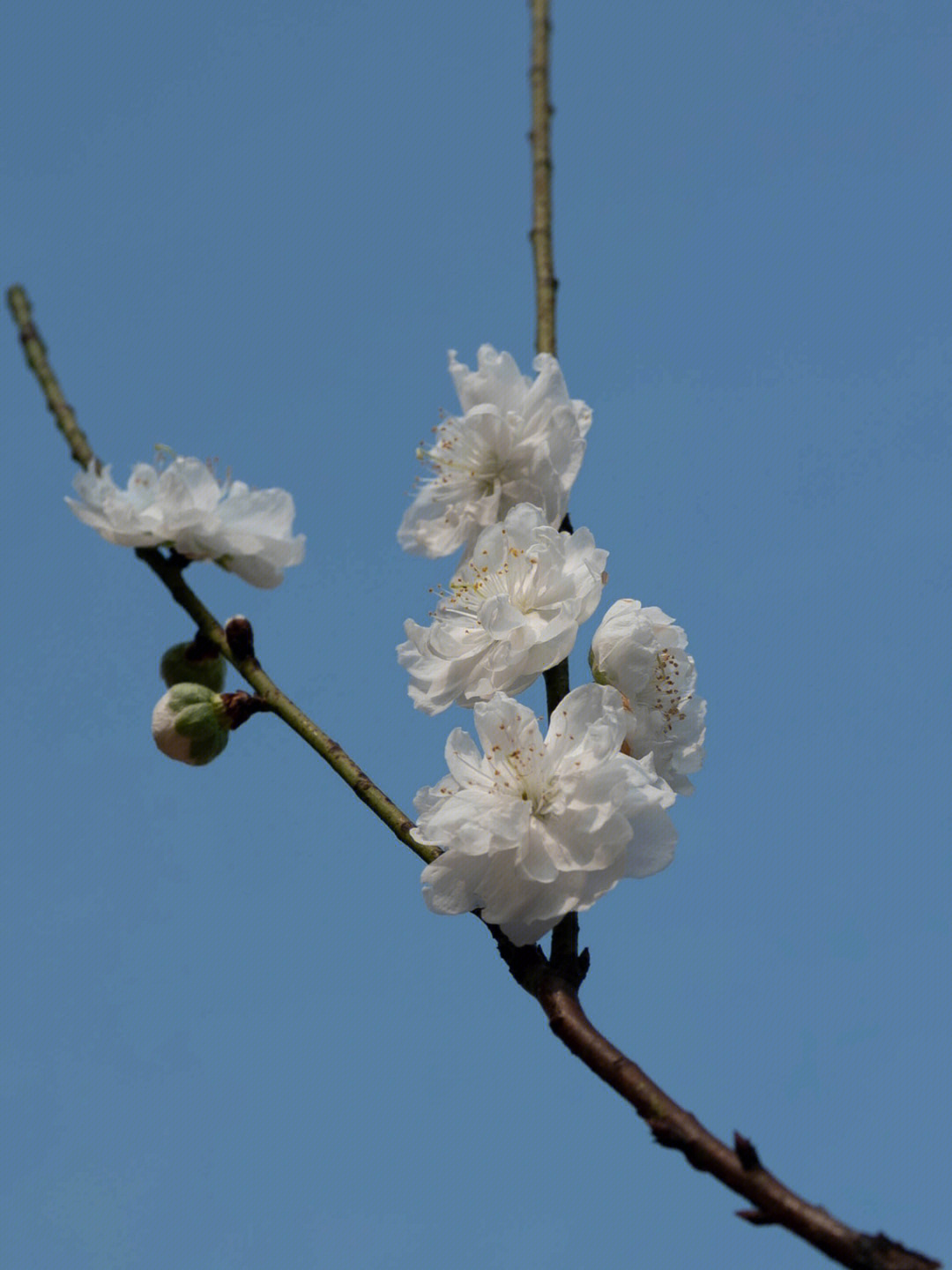 白驼山的桃花图片