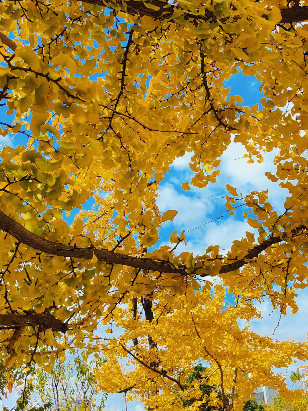 秋天银杏树的样子描写图片