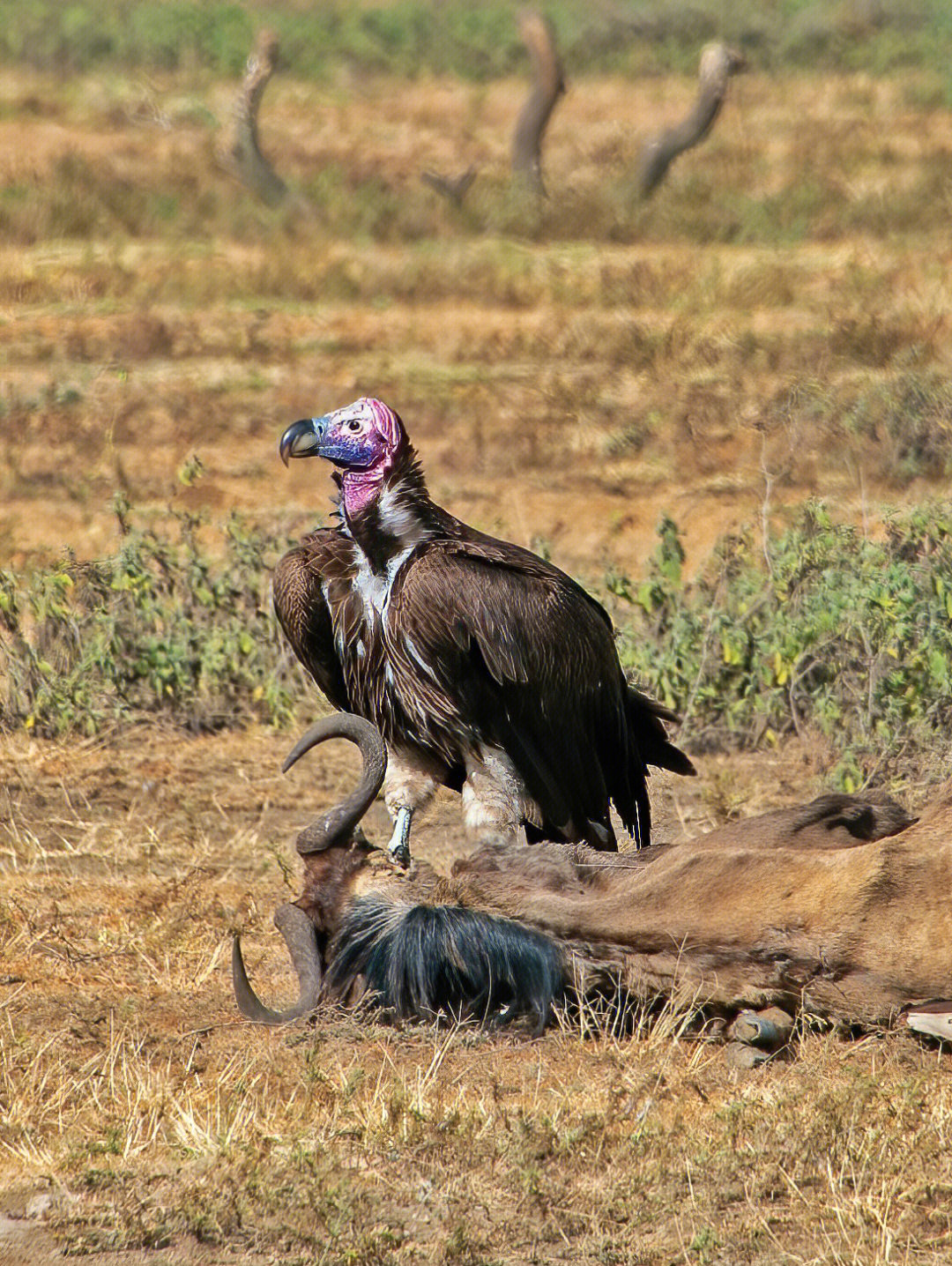 又叫肉垂秃鹫是生活在非洲稀树草原上的一种大型旧大陆鹫
