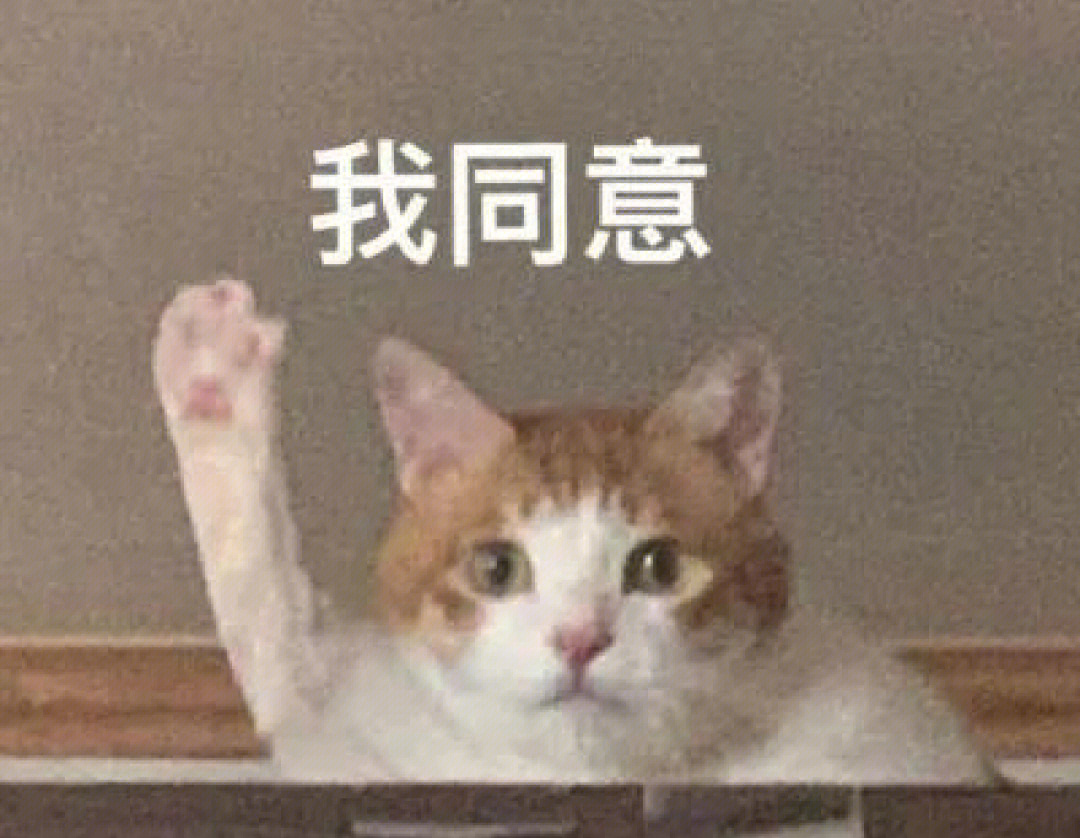 猫被打手表情包图片