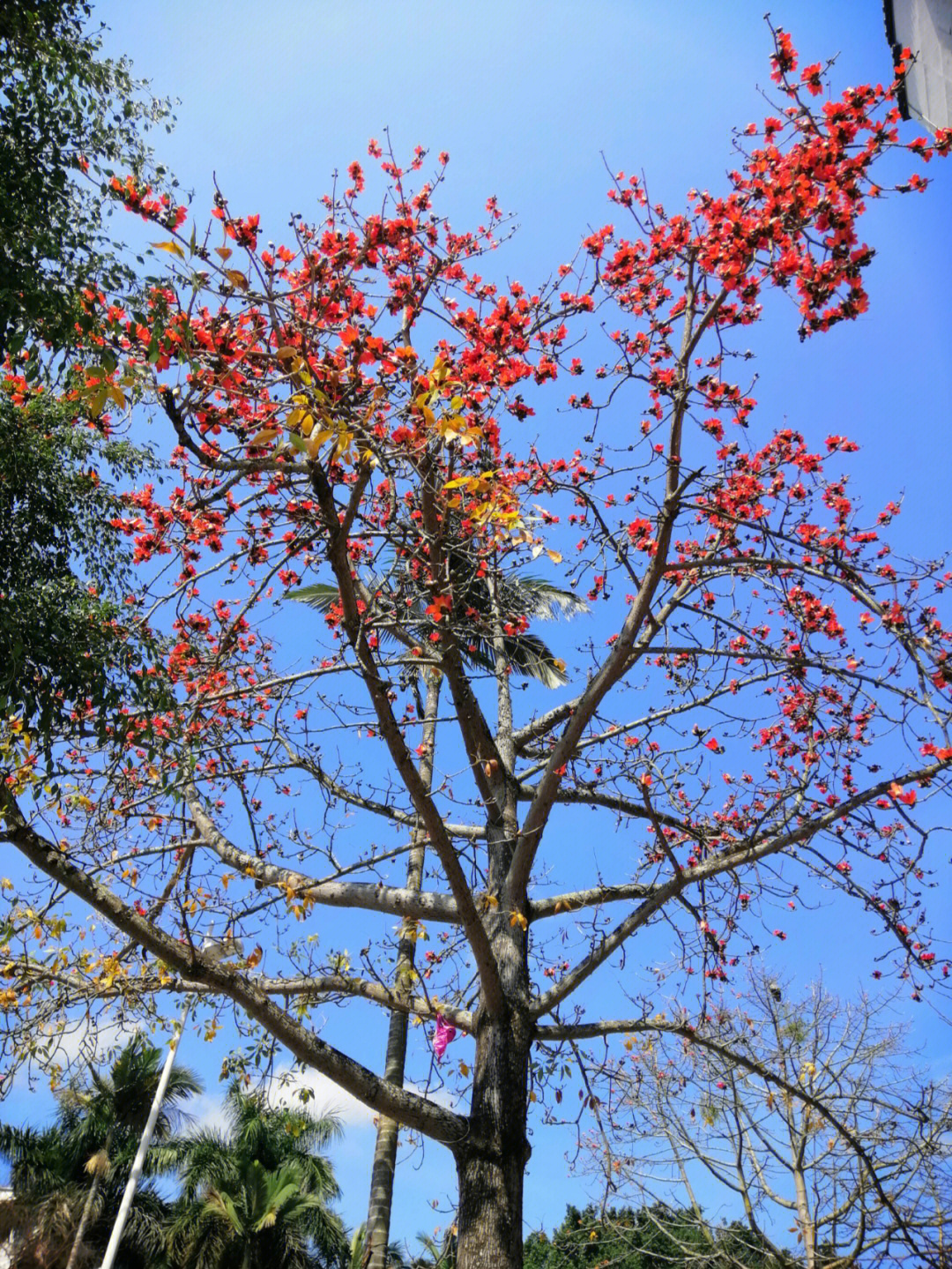 木棉树 简介图片