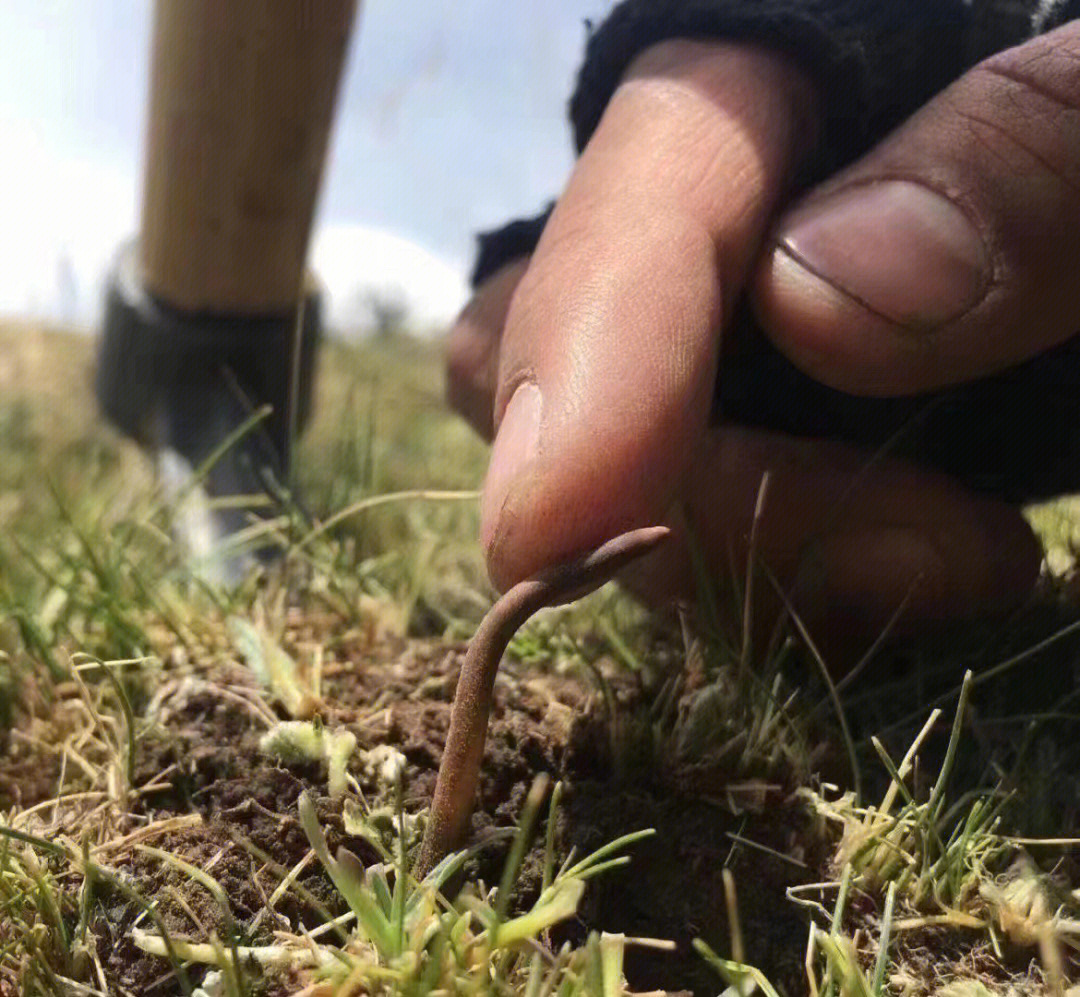 新鲜冬虫夏草