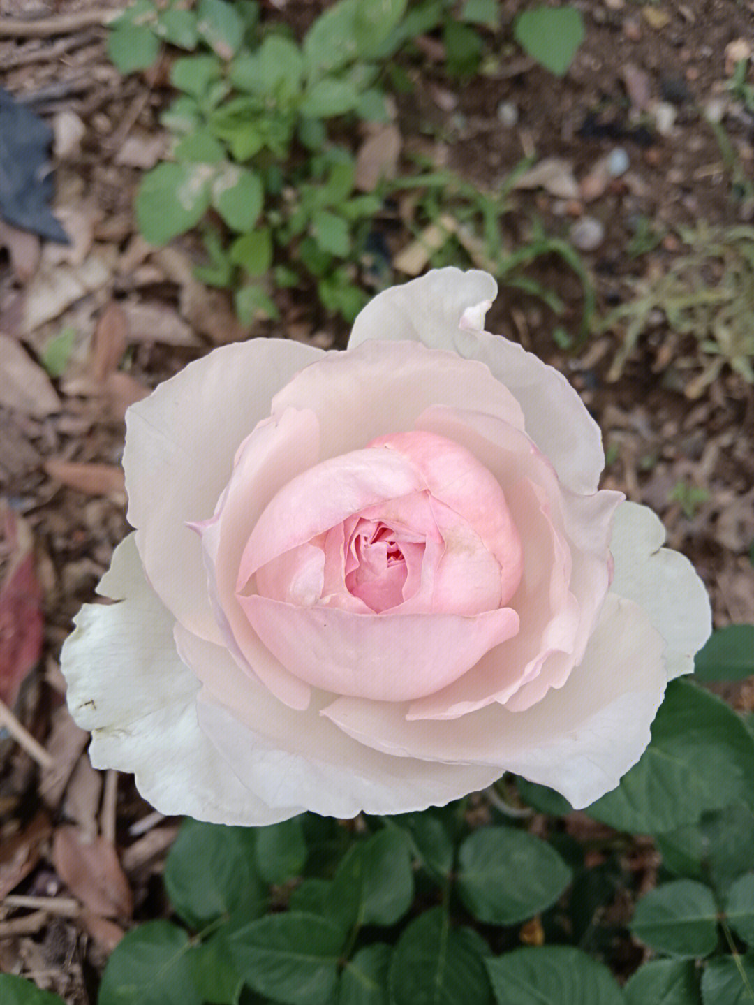 一个月看花了,而且还很漂亮,地栽真牛啊