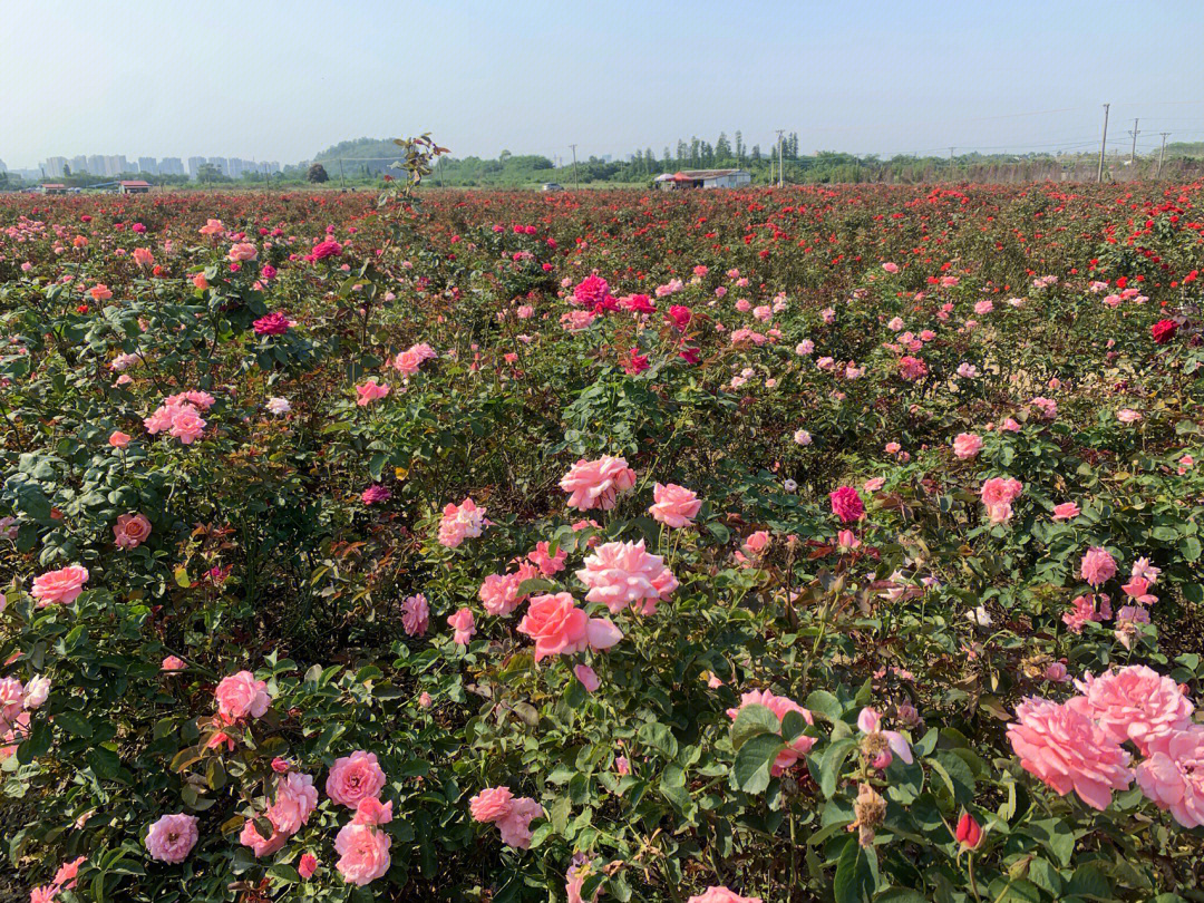 佛山花现随园图片