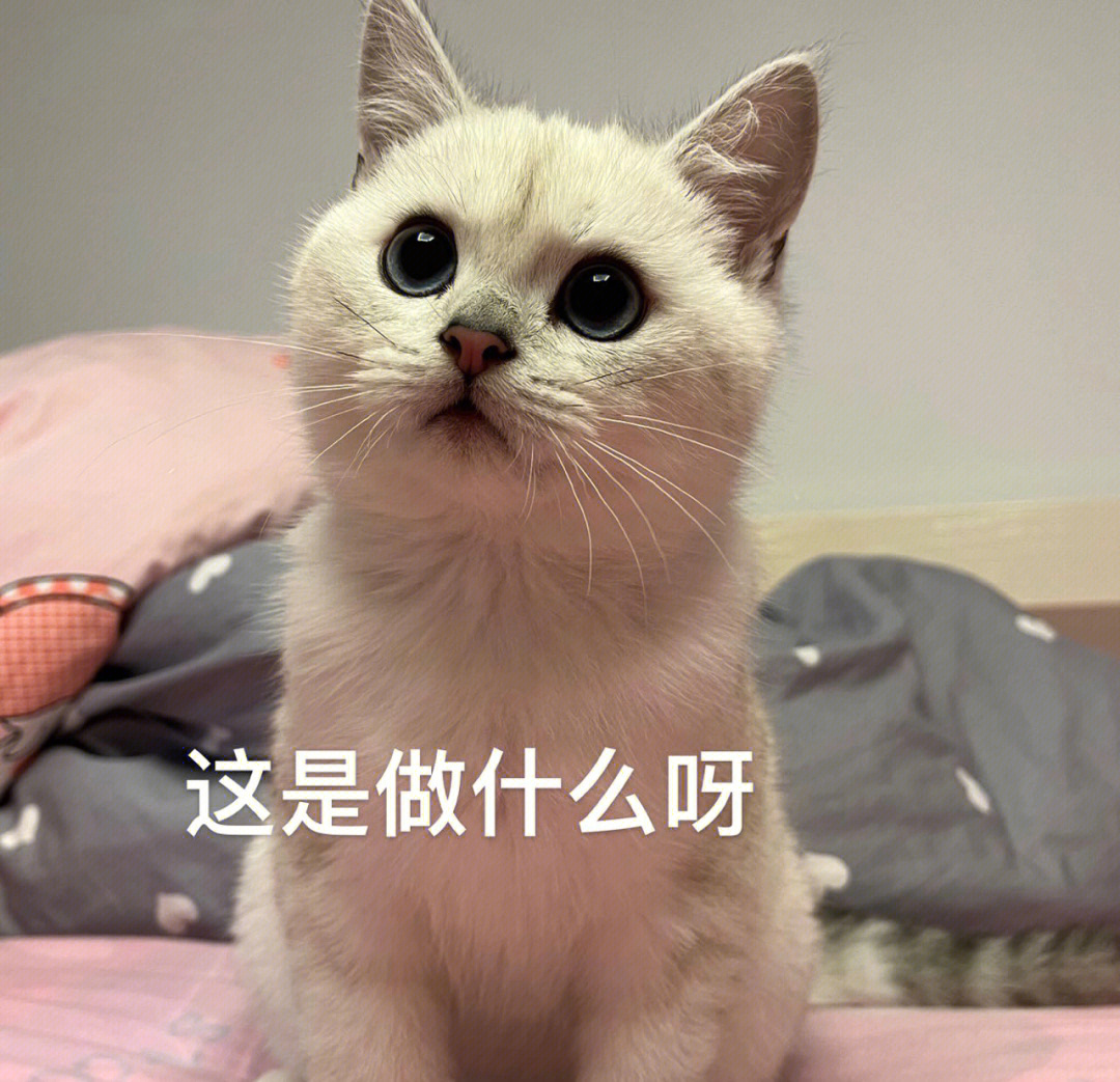 表情包#表情包分享#可爱表情包#猫咪表情包 哈哈哈哈我猫咪真