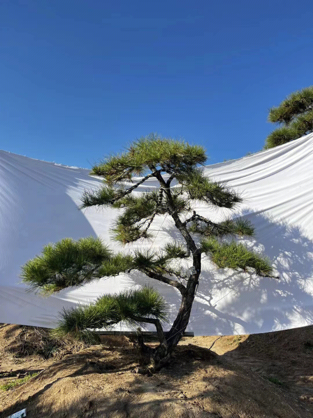 直杆黑松造型图片