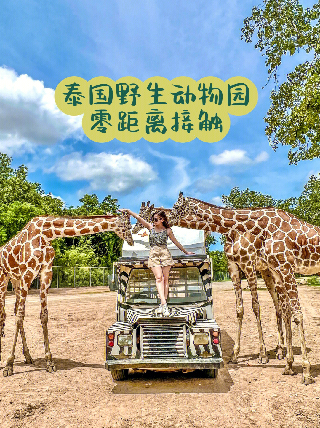 泰国爆红野生动物园去了没后悔60