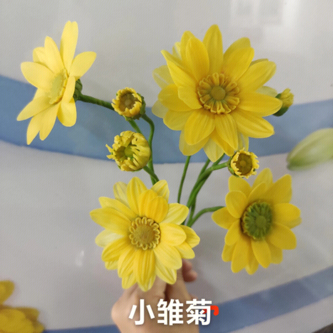 彩泥小雏菊教案图片