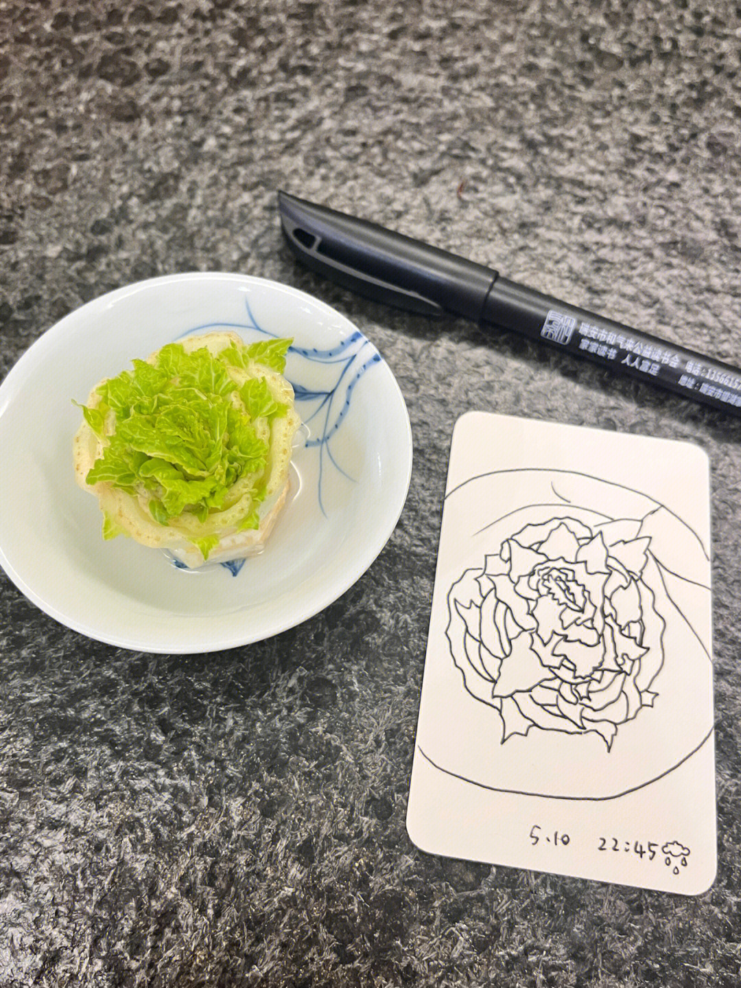 白菜花观察日记图片