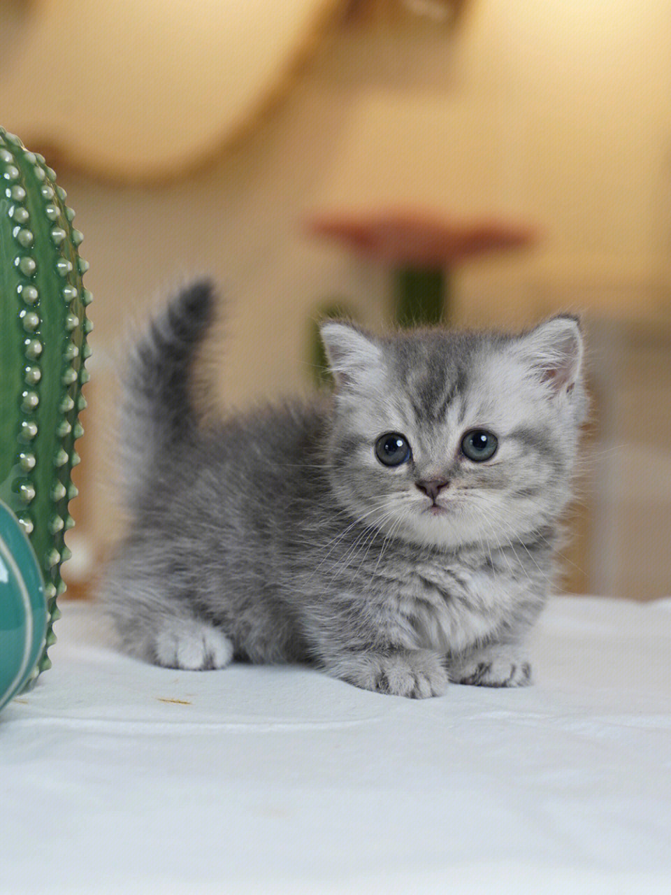 蓝虎斑矮脚猫妹妹