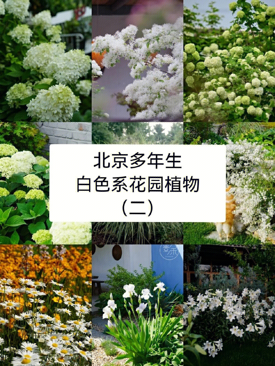 多年生草本花卉包括图片