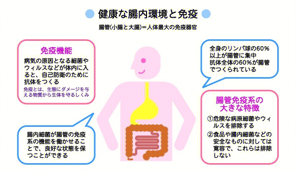 肠道菌群与免疫系统