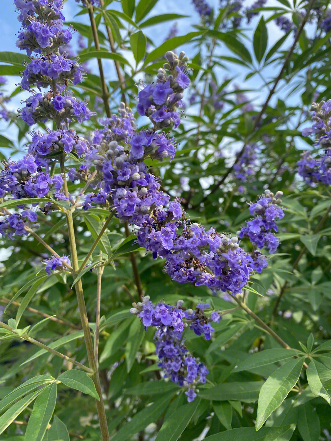 穗花牡荆树状薰衣草