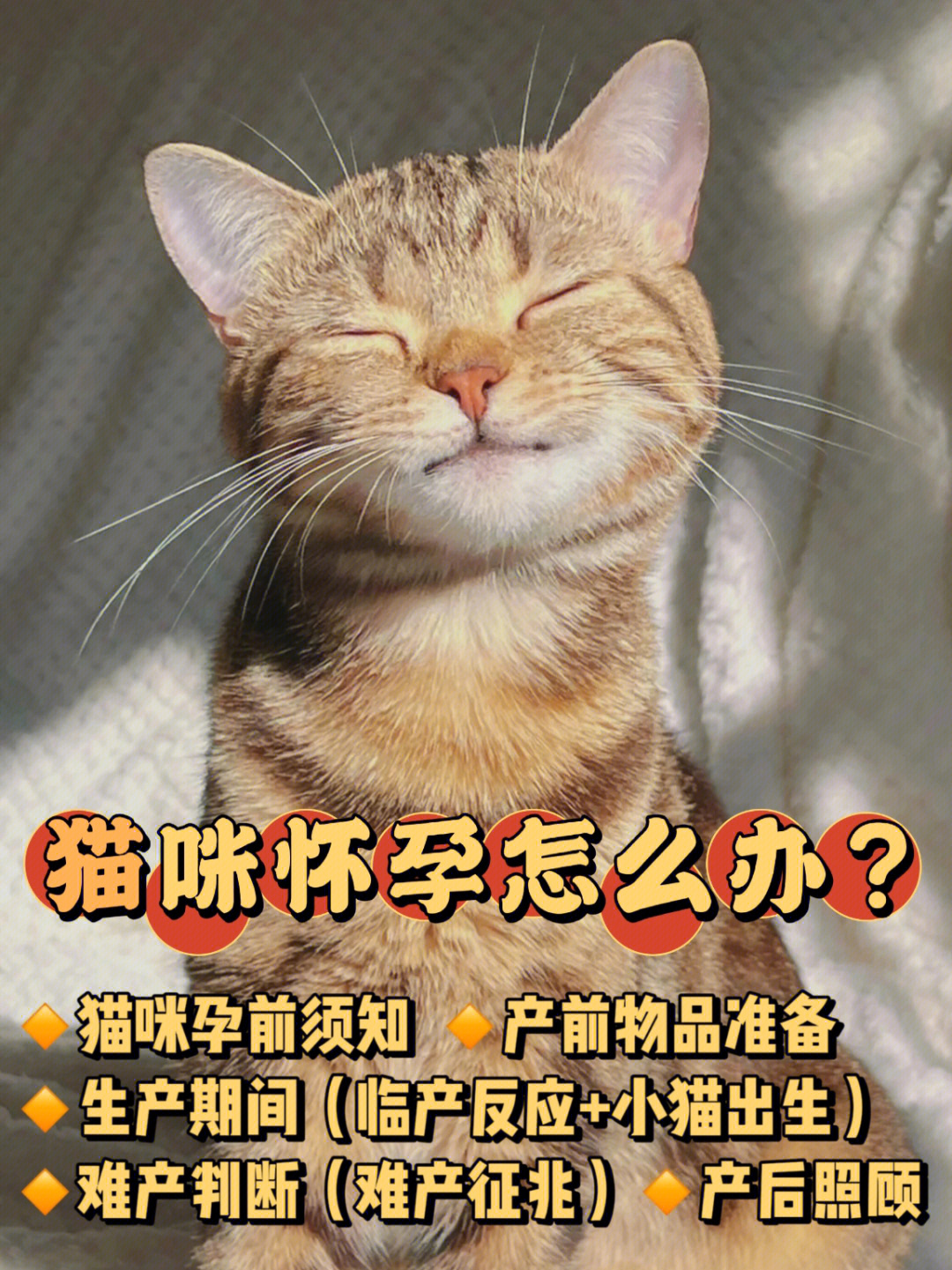 猫咪怀孕生产手册新手铲屎官收藏起来