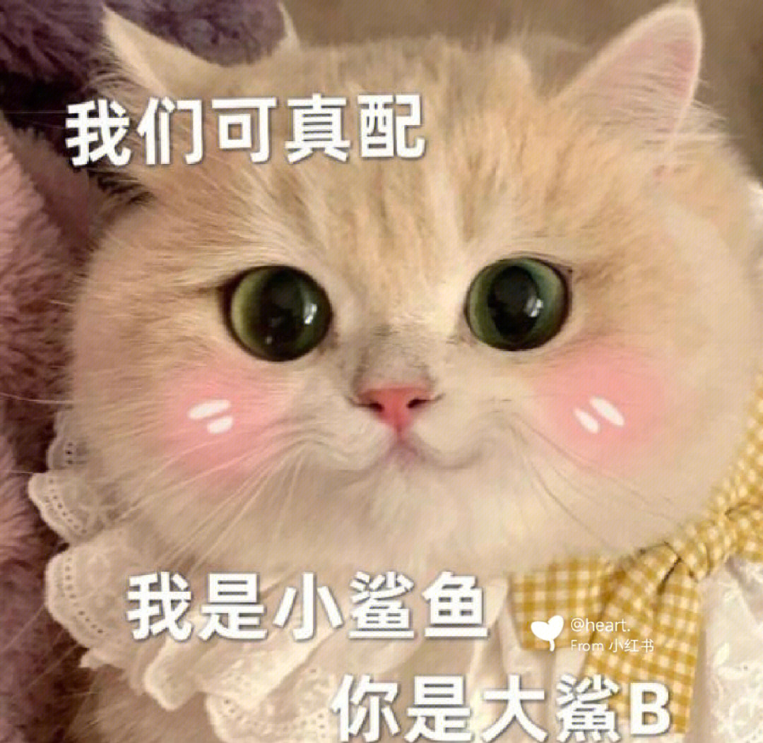 猫咪表情包