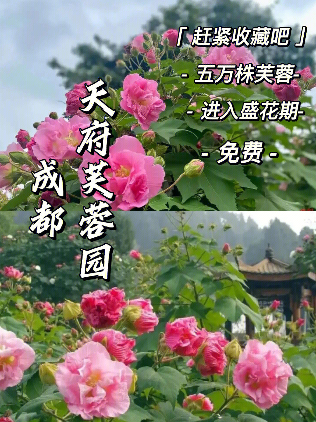 天府芙蓉园平面图图片