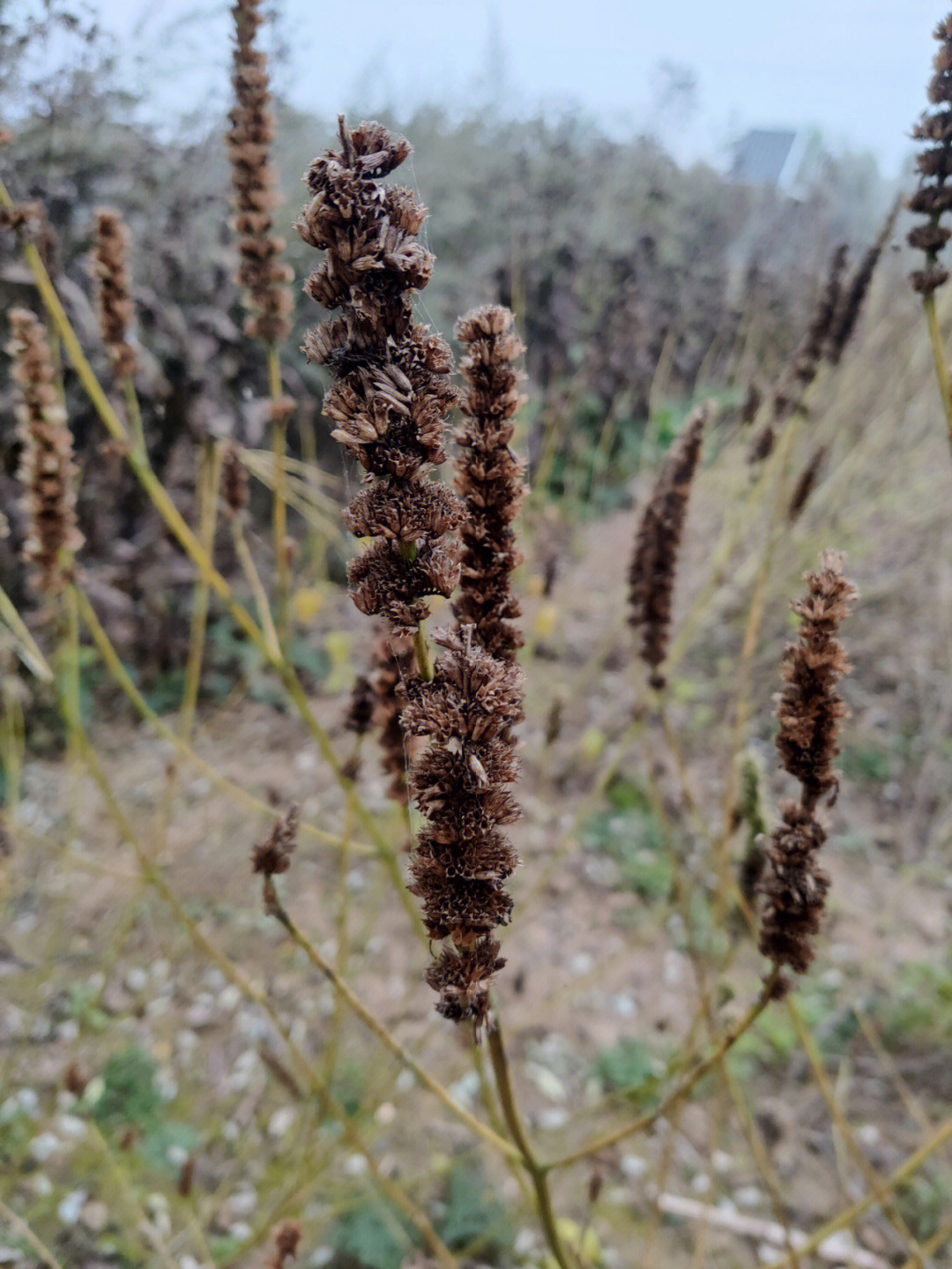 兰麻葵中草药植物图片图片