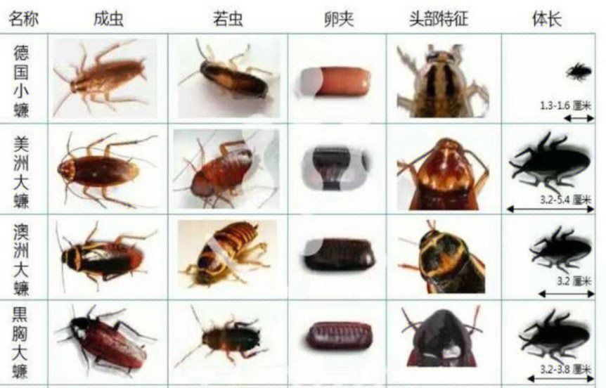 蟑螂幼虫大小图片