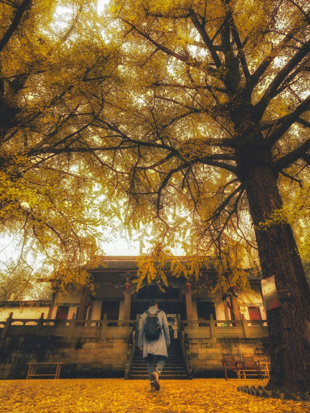 铜梁慧光寺门前两棵参天银杏,都是数百年的古树,目前已经进入最佳观赏