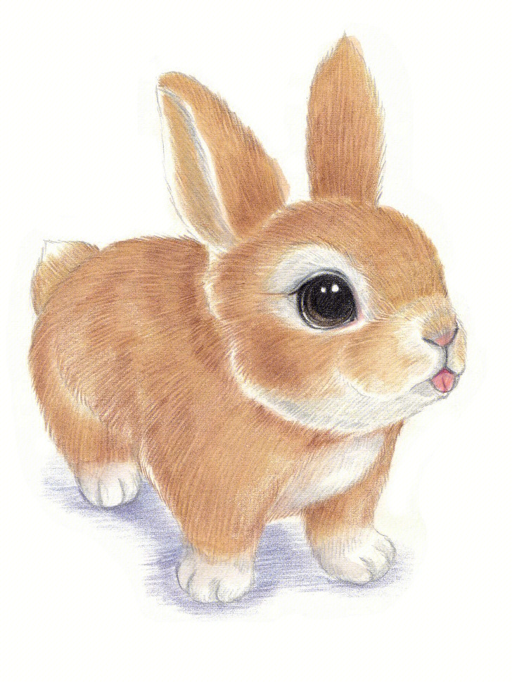 彩铅教程呆萌小动物兔