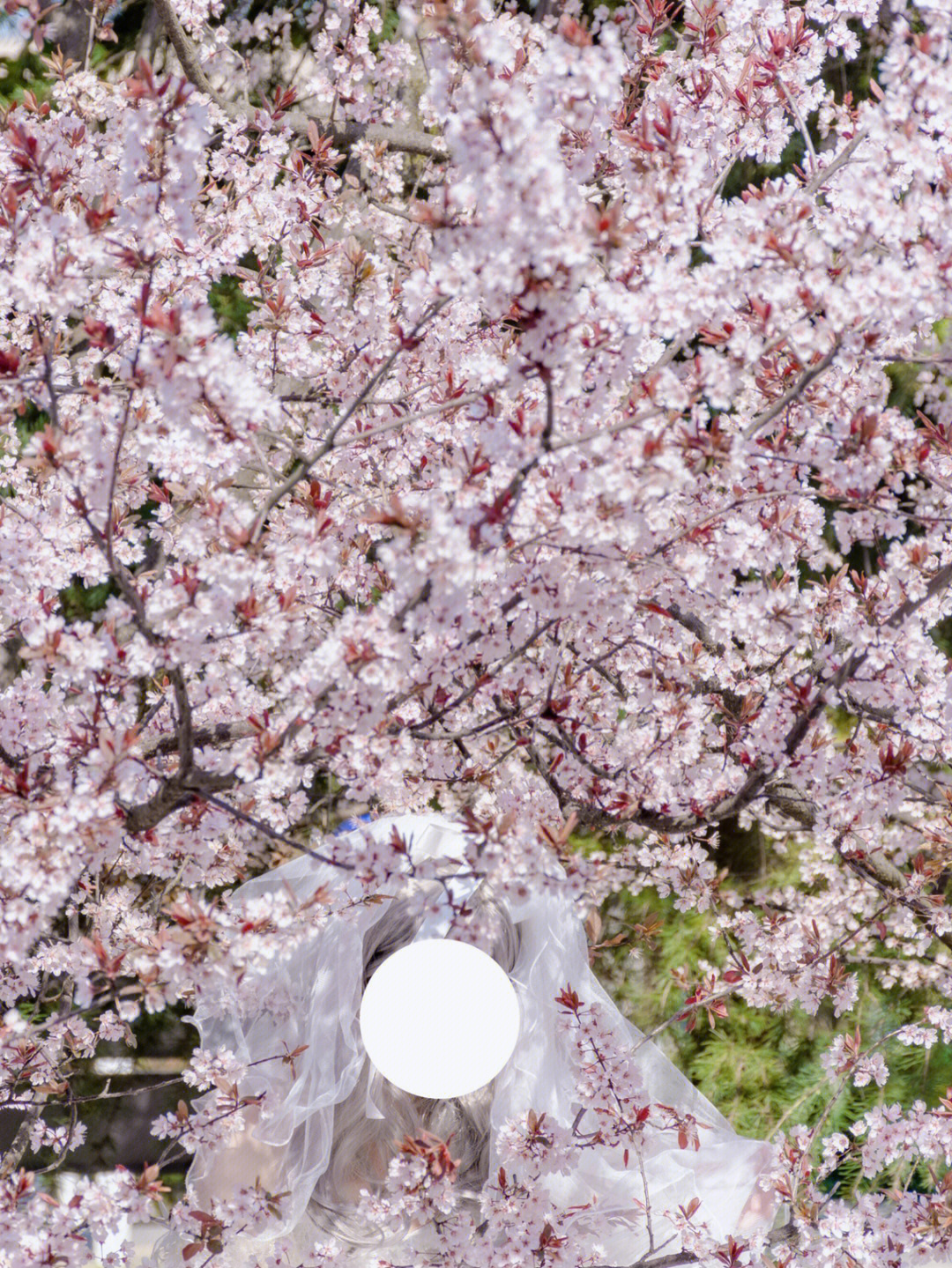 怎么拍桃花图片