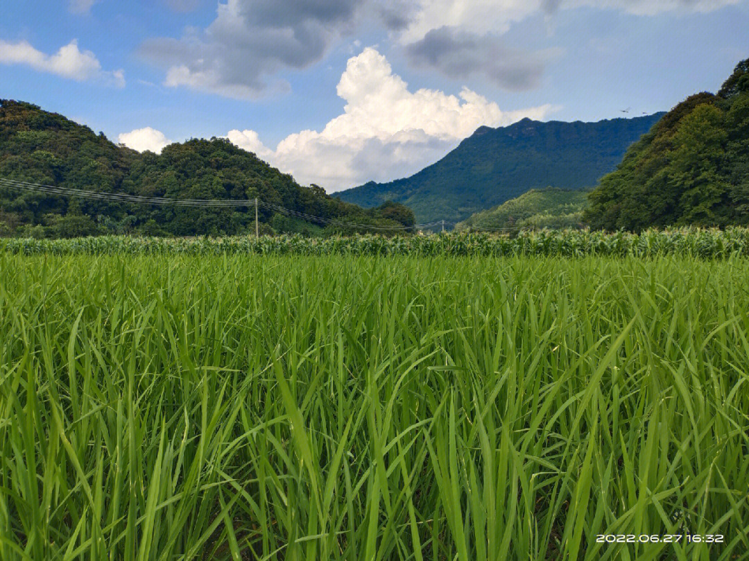 夏天的乡村