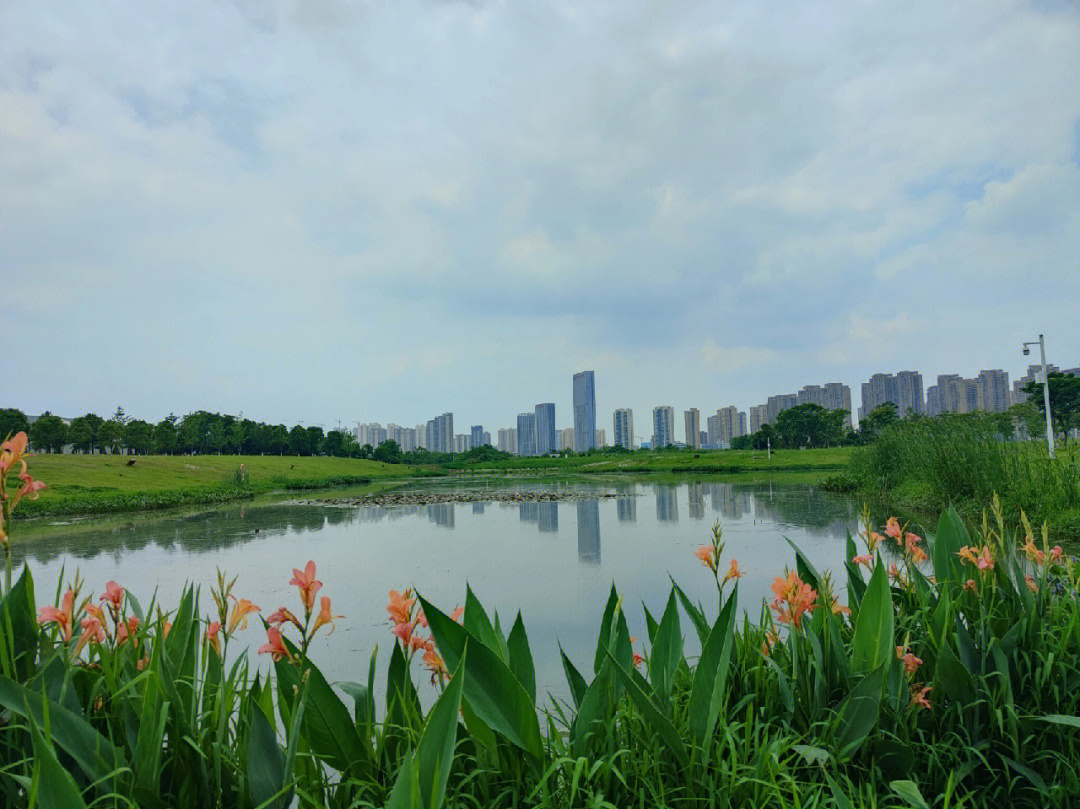 洋湖湿地公园停车图片