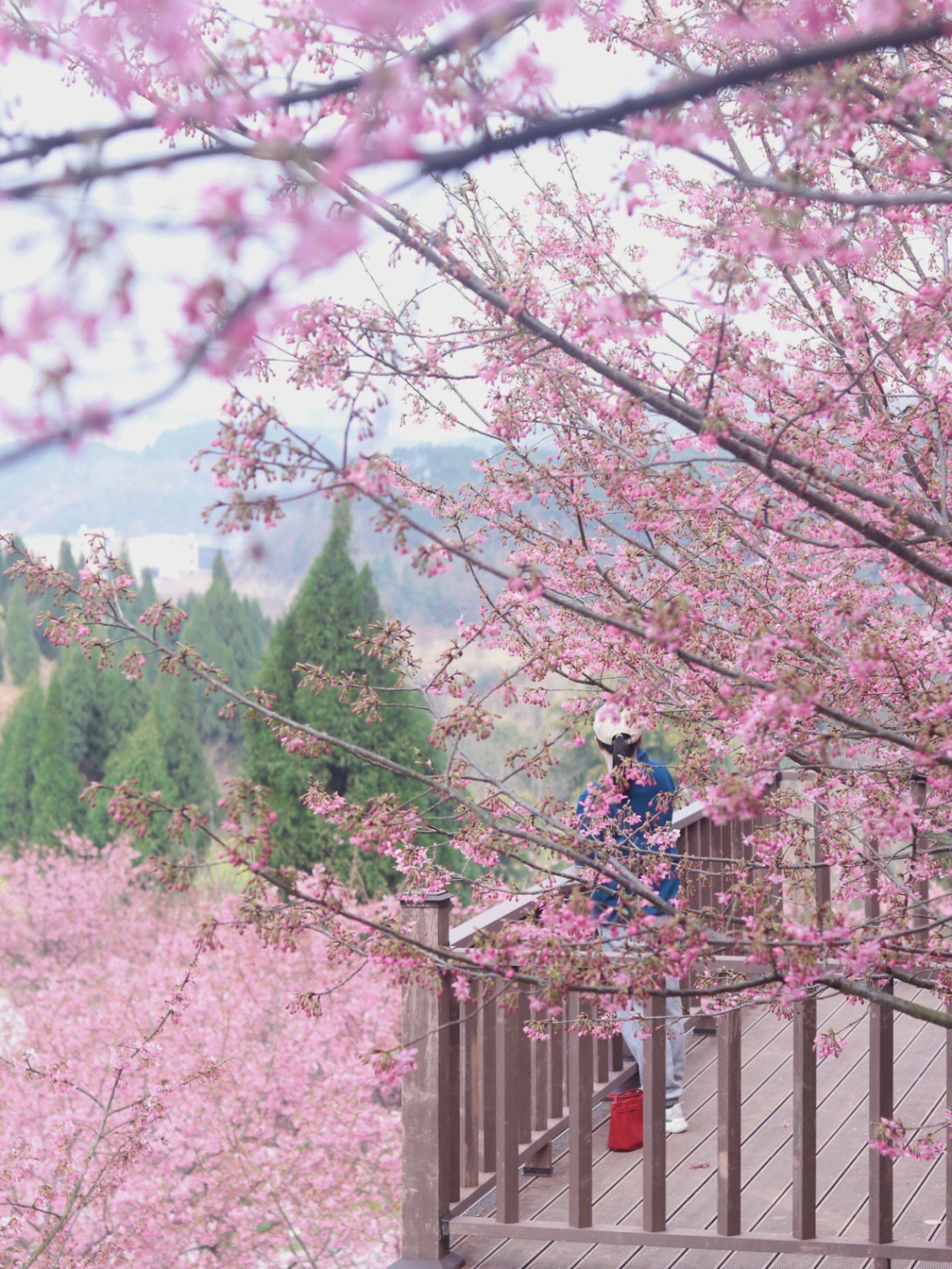 高坪区澜岭江花景区图片